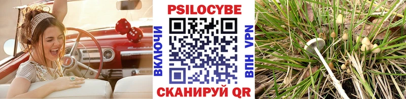 Купить где  Волгодонск  Галлюциногенные грибы Psilocybe 
